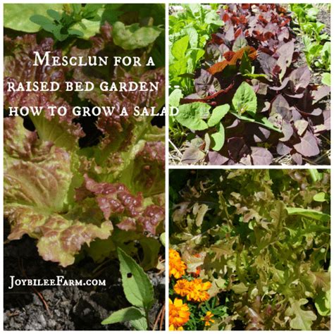 Walmart.com has been visited by 1m+ users in the past month Mesclun for a raised bed garden -- how to grow a salad