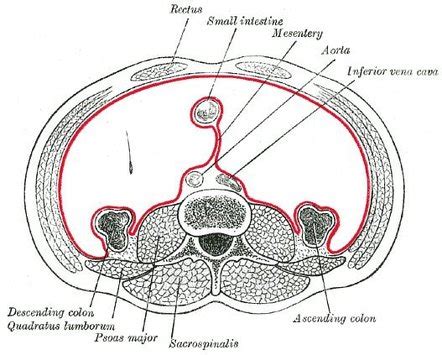 Mesentery Radiology Reference Article Radiopaedia Org