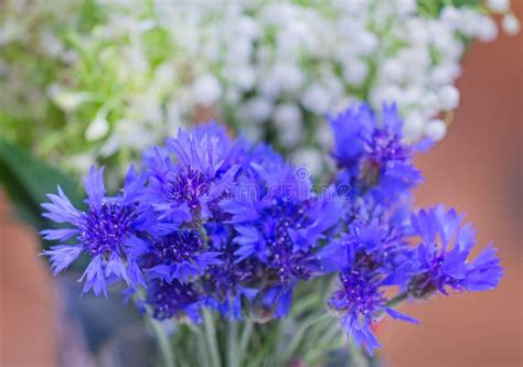 Blue Flowers Of Summer Cornflowers Stock Image Image Of Freshness