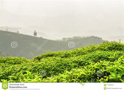 Bright Green Tea Bushes At Tea Plantation At Sunset Stock Image Image