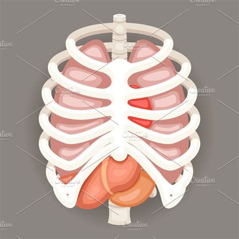 The rib cage is one of the strongest structures in the human body, designed to protect two of the most important organ systems: Rib Cage Lungs ~ Illustrations on Creative Market