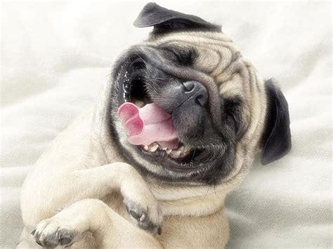 Funny Dog Face Silly Dogs Hd Wallpaper Pxfuel
