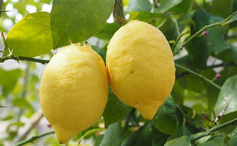 Citronnier Citrus Limon Pour Le Jus De Citron Plantation Culture