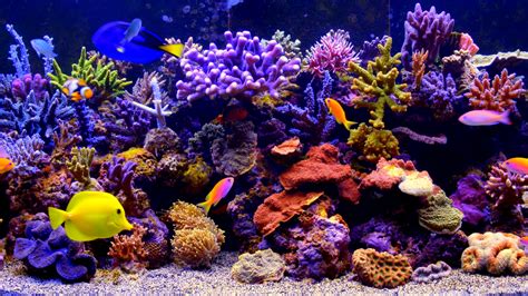 Coral Reef Fish Aquarium Backiee
