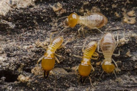 Nyc Termite Exterminators Manhattan Brooklyn And Queens