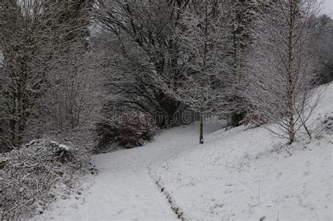 Snowy Winter Landscape Tunnel Of Trees Covered In Snow Ribble Valley