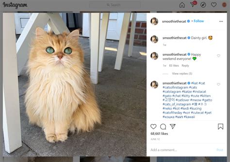 top 10 cats instagram accounts the best cat instagram accounts 2021 woketofind