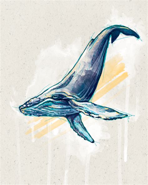 Step by step tutorial how to draw a humpback whale using a pencil. humpback whale illustration - Recherche Google | Whale ...