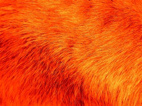 Orange Fur Background Free Stock Photo Public Domain