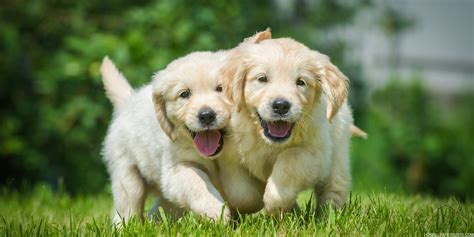 Two Cute Puppies High Definition Wallpapers High Definition Backgrounds