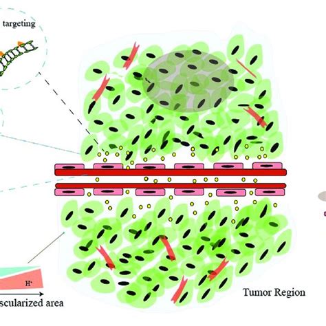 Schematic Illustration Of The Main Features Of Tumor Microenvironment