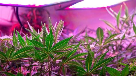 How To Spot Light Burn In Cannabis Plants Weed Smart