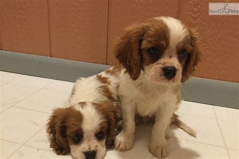 The european toy dogs were probably the result of breeding. Cavalier King Charles Spaniel puppy for sale near Akron ...