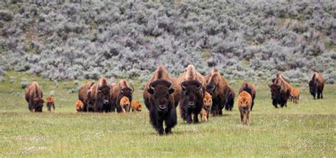 1st Bison Goring Of The Season Reported At Yellowstone Unofficial