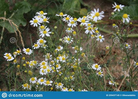 Chamomile Macro Photo Medicinal Plant White Blossoms In The Meadow