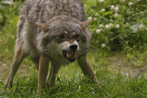 Angry Wolf Stock Photo Image 46524865