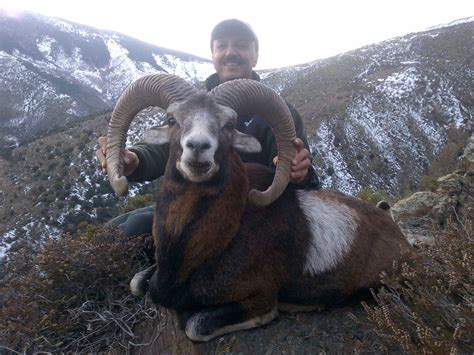 Four Day Mouflon Sheep Hunt In Spain