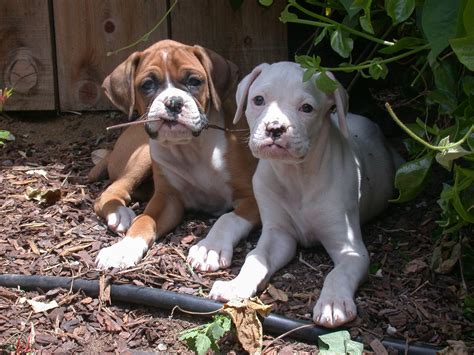 Boxer Information Dog Breeds At Thepetowners