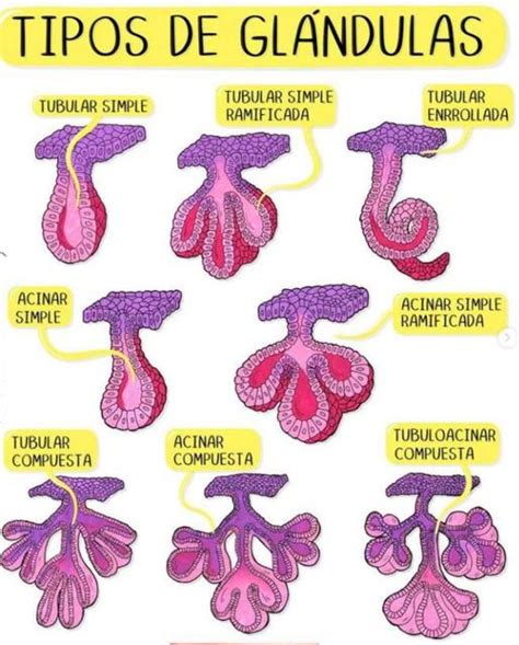 Tipos de Glándulas YUDOC ORG uDocz