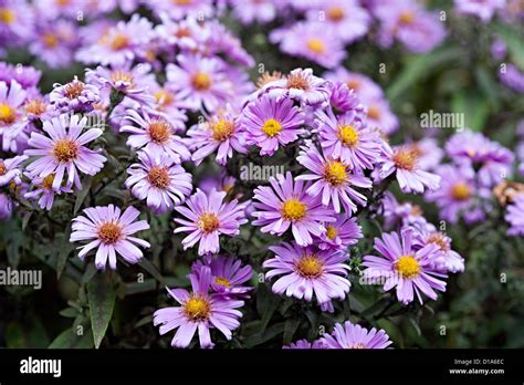 Michaelmas Daisy Aster Purple Flower In A Uk Garden Stock Photo Alamy