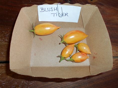 Tomate Ap Ro Blush Tiger Plant U Le Potager De Pautilou