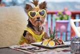 Salad Recipes For Dogs: homemade healthy treats - My Animals