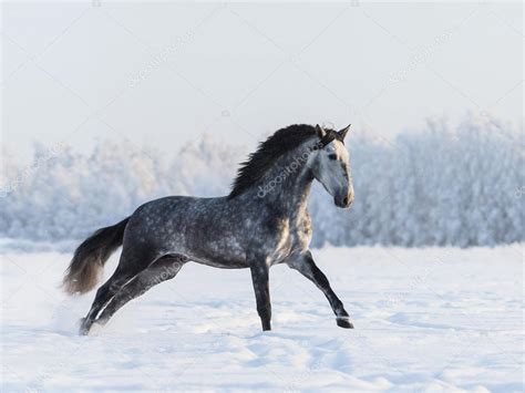 Dapple Grey Horse Galloping On Field At Winter Time Stock Photo By