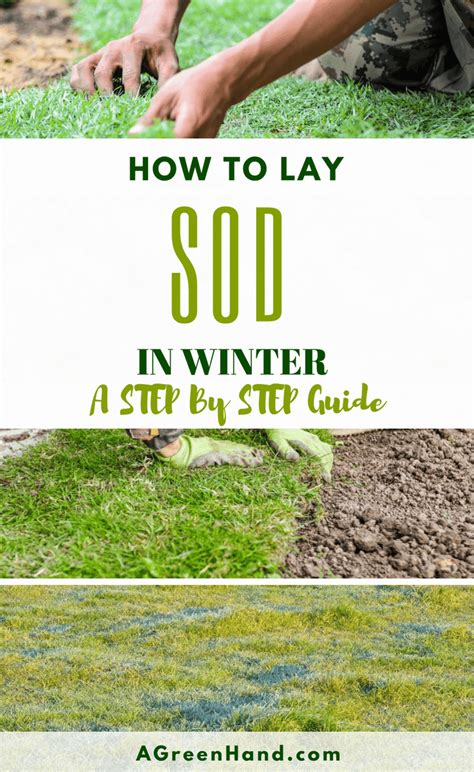 It might look good for a couple of weeks with proper watering. Laying Sod In Winter - A Quick And Helpful Guide For The ...