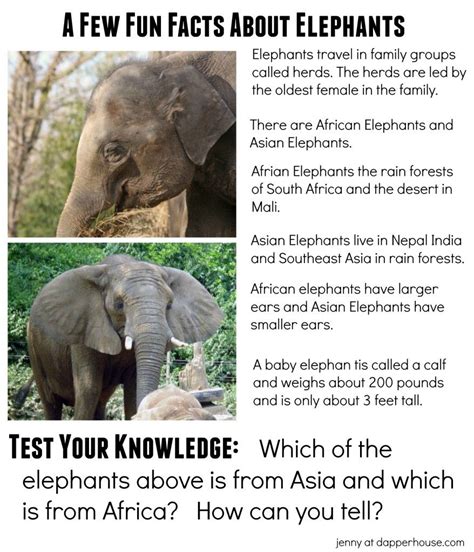 Fun Facts About Elephants Jenny At Dapperhouse Elephant Facts