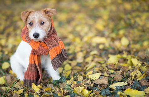 Autumn Dog Cute Pet Puppy Sitting In The Leaves Stock Photo Download