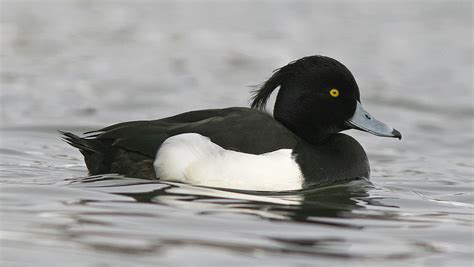 Tufted Duck Pictures