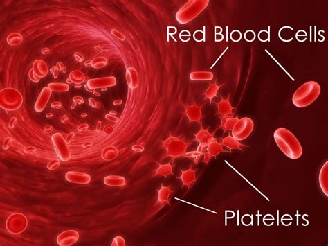 Red blood cells are the major cellular component of blood. Human Cardiac and Respiratory Systems: Structure Of Red ...