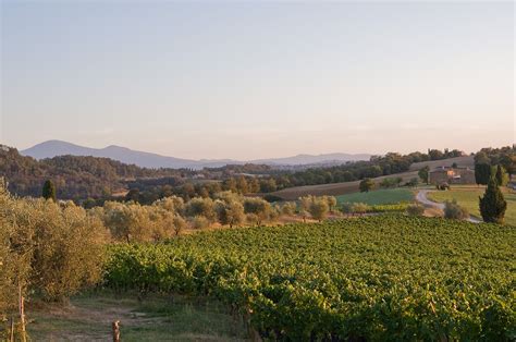 Vineyards 5km West Of Montepulciano Regge Locality Tuscany Tuscany