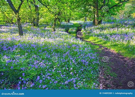 Bluebells Forest In Springtime Uk Stock Image Image Of Green