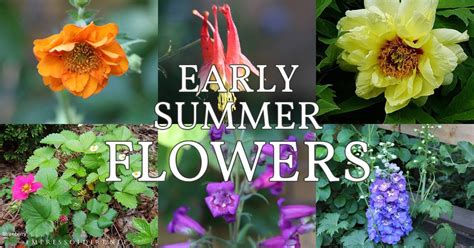 14 Delightful Early Summer Flowering Perennials — Empress Of Dirt