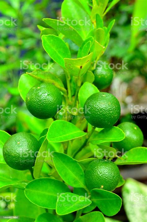 Calamansi Tree And Its Young Fruit Stock Photo Download Image Now