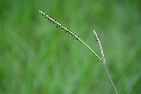 Bahia Grass Care And Growing Guide