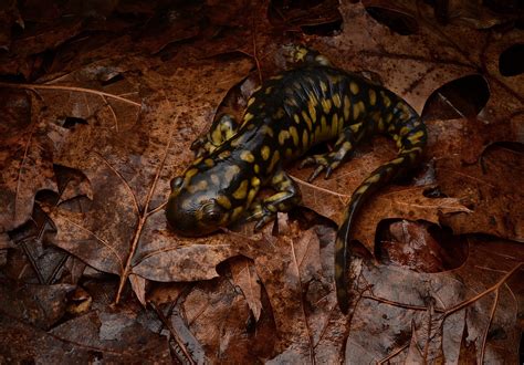 Eastern Tiger Salamander Ambystoma Tigrinum This Beautif Flickr
