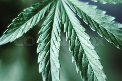 Leaves Of Cannabis With Burns From Light Stock Image Colourbox