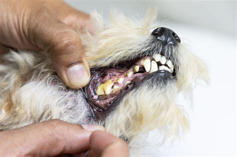 Veterinarian Inspecting Dog Teeth With Plaque Cavity Gingivitis Problem