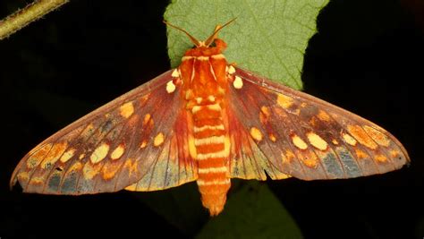 Saturniid Moth Citheronia Sp Saturniidae Citheronia Equ Flickr