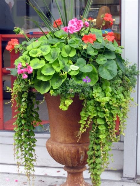 Creeping Jenny Geraniums Flowers In Containers Pinterest