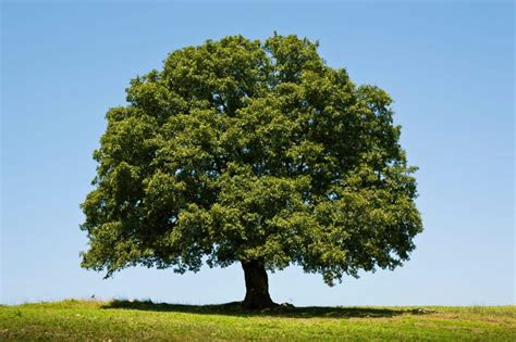 32 Incredible Facts About White Oak Trees Tree Journey