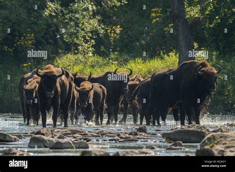Carpathian Bison Hi Res Stock Photography And Images Alamy