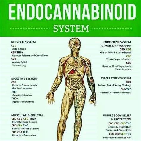 endocannabinoid system cbd cbd oil cbd oil benefits