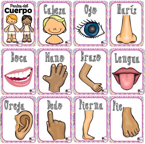 Las Partes Del Cuerpo Worksheet