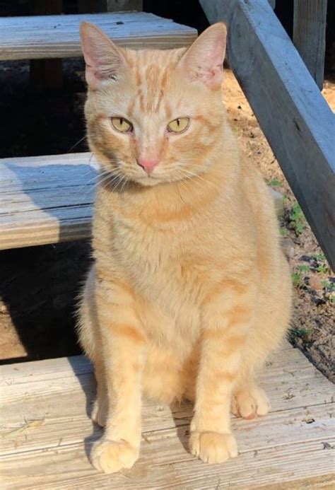 Tales of cats missing for long periods of time or turning up in strange places happen more often than you think, but when they are found and returned to their families, it's always a good story. LOST: Short hair Orange Tabby cat near Lockwynn Trace ...