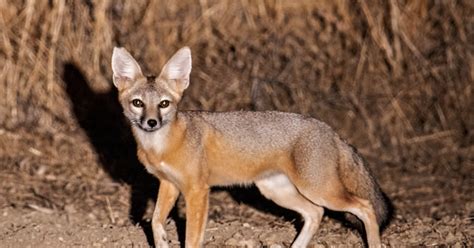 San Joaquin Kit Fox Vulpes Macrotis Mutica Us Fish And Wildlife Service