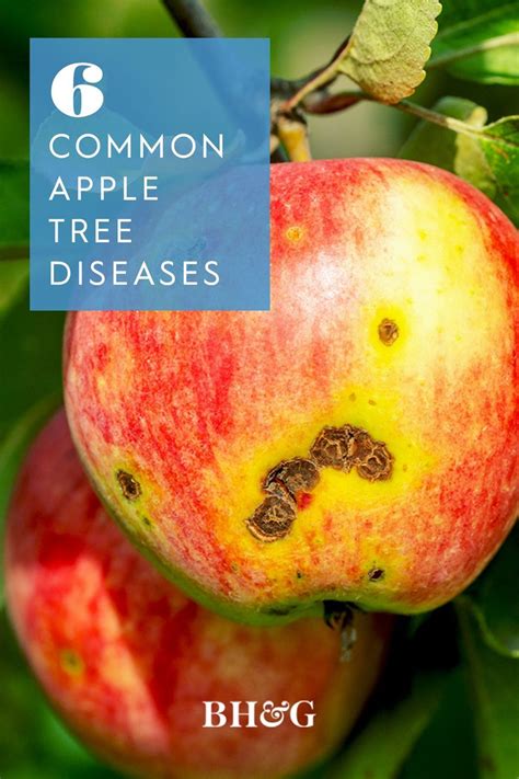 While Apples Are Attacked By A Variety Of Bacteria And Fungi There Are