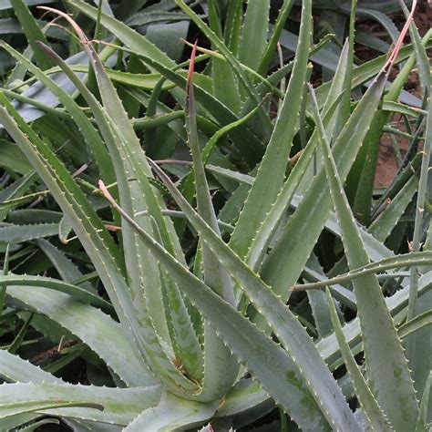 Aloe Vera Plant Flower Stalk Best Flower Site